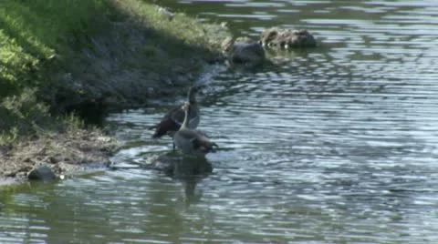 Ducks on edge of water 動画素材 10915756