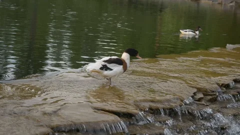 Ducks on the edge of a waterfall. Beautiful green nature Video stock 129652596