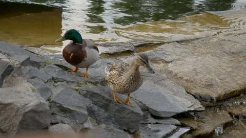 Ducks on the edge of a waterfall. Beautiful green nature Stock Footage 129652809