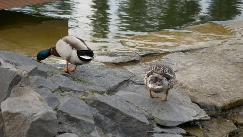 Ducks on the edge of a waterfall. Beautiful green nature Stock Footage 129653729