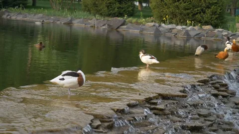 Ducks on the edge of a waterfall. Beautiful green nature Video stock 129653925