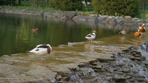 Ducks on the edge of a waterfall. Beautiful green nature Stock Footage 129655097