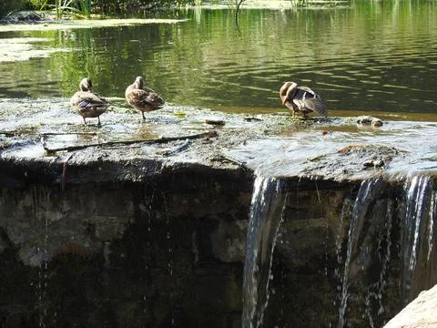 Ducks on edge of waterfall Stock Photos