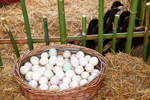 Ducks egg in wicker baskets on an organic farm natural Stock Photos