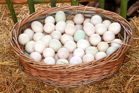 Ducks egg in wicker baskets on an organic farm natural Stock Photos