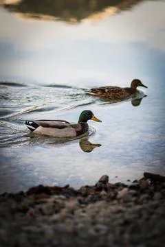 Ducks at the Eibsee in Germany Stock Photos