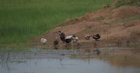 Ducks emerging from water and flapping wings on pond bank 448 Stock Footage 341769851