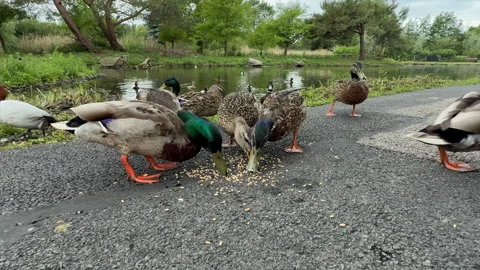 Ducks enjoying a feed at the side of a lake in the UK 動画素材 336655545