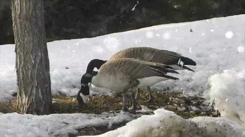 Ducks Enjoying First Snowfall by Calm Lake in Winter Wonderland Stock Footage 330278510