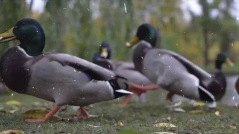 Ducks Enjoying First Snowfall by Calm Lake in Winter Wonderland 스톡 동영상 330280651