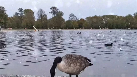 Ducks Enjoying First Snowfall by Calm Lake in Winter Wonderland in Time-lapse 스톡 동영상 330280774