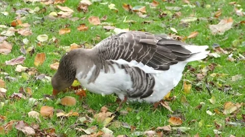 Ducks Enjoying First Snowfall by Calm Lake in Winter Wonderland Stock Footage 330281427