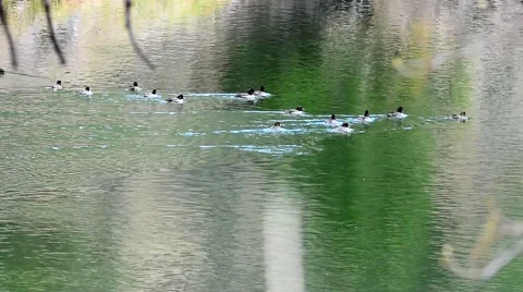 Ducks Enjoying the River Stock Footage 49040602