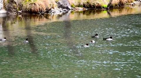 Ducks Enjoying the River Stock Footage 49040677