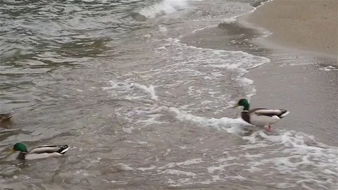 Ducks enter lake through waves Stock Footage 71757074