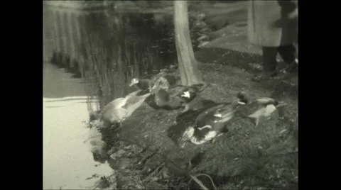 Ducks Enter Pond 1928 Video stock 50218764