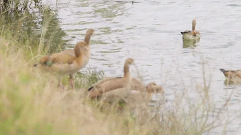Ducks enter water in slowmotion Stock Footage 103855598