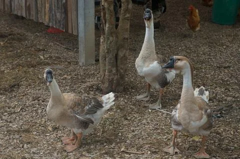 Ducks explore a serene Thai farmstead Stock Photos