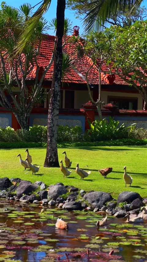 Ducks explore vibrant garden with a serene pond Stock Footage 338379782
