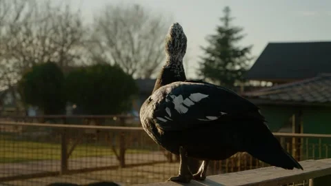 Ducks exploring nature at a farm during sunset in a peaceful setting Stock Footage 302490008