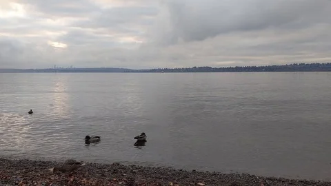 Ducks exploring the rocky beach of Lake Washingon Stock Footage 123320176