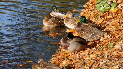 Ducks with fall leaves sitting by a body of water, Germany Video stock 263112052