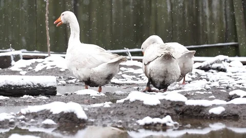 Ducks in the falling snow, 400 fps slow motion, stockvideo Stock Footage 87860004