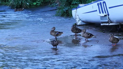 Ducks family Stock Footage 1095115