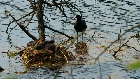 Ducks Family at the River Stock Footage 161819801
