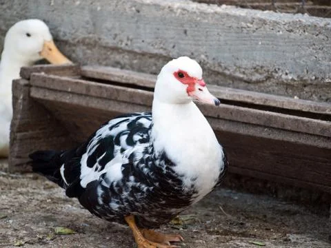 Ducks at farm close up 库存照片