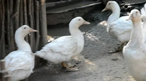 Ducks on the farm Stock Footage 40835915
