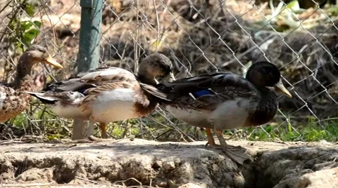 Ducks on the farm Stock Footage 40836120
