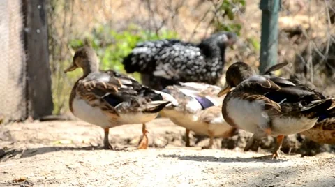 Ducks on the farm Stock Footage 40836439