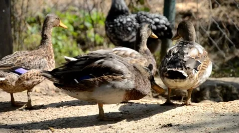 Ducks on the farm Stock Footage 40836555