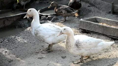 Ducks on the farm Stock Footage 40836644