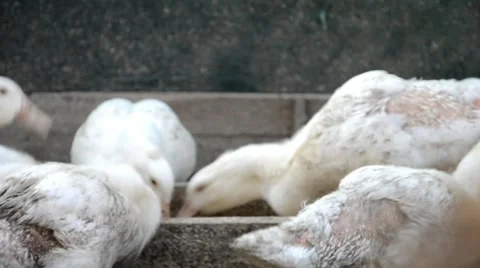 Ducks on the farm Stock Footage 41426374