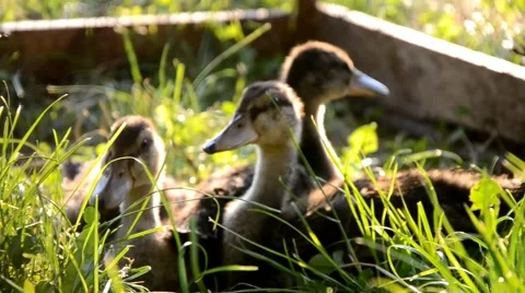 Ducks on the farm Stock Footage 41426609
