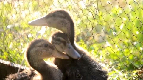 Ducks on the farm Stock Footage 41426688