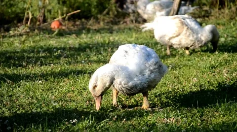 Ducks on the farm Stock Footage 41638270