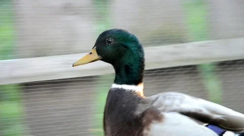Ducks on the farm Stock-Footage 43256254