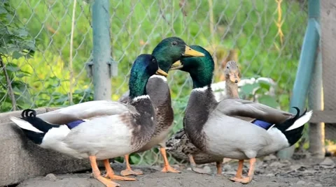 Ducks on the farm Stock Footage 43256570