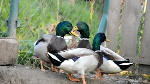 Ducks on the farm Stock Footage 43256792