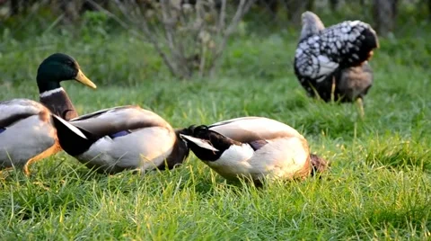 Ducks on the farm Stock Footage 43257273