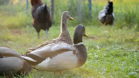 Ducks on the farm Stock Footage 43257423