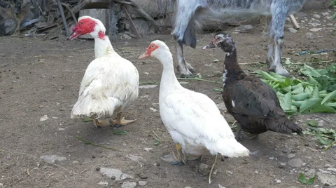 Ducks at Farm Stock Footage 52213178