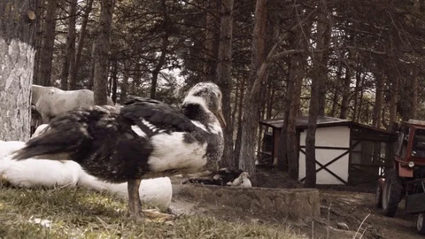 Ducks on the farm Stock Footage 95998733