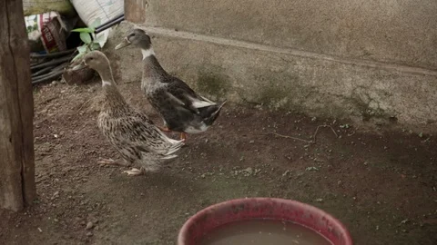Ducks in a farm Video stock 111805051