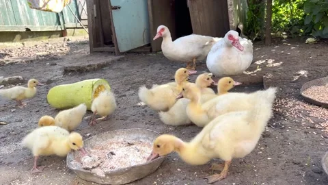Ducks in the farm. Stock Footage 205527365