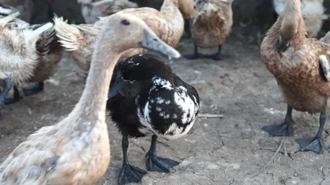 Ducks in the farm Video stock 263832510