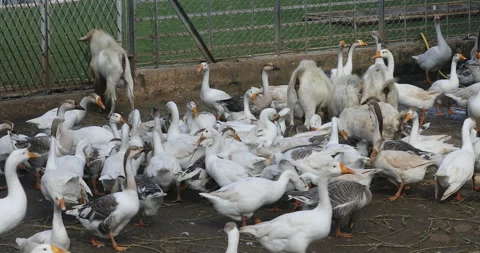 Ducks in a Farm Stock Footage 288486568